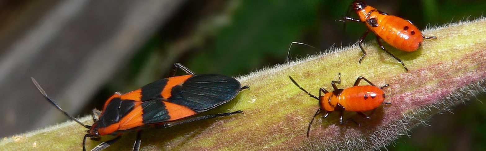 Hemiptera | Functional Importance of New Genes