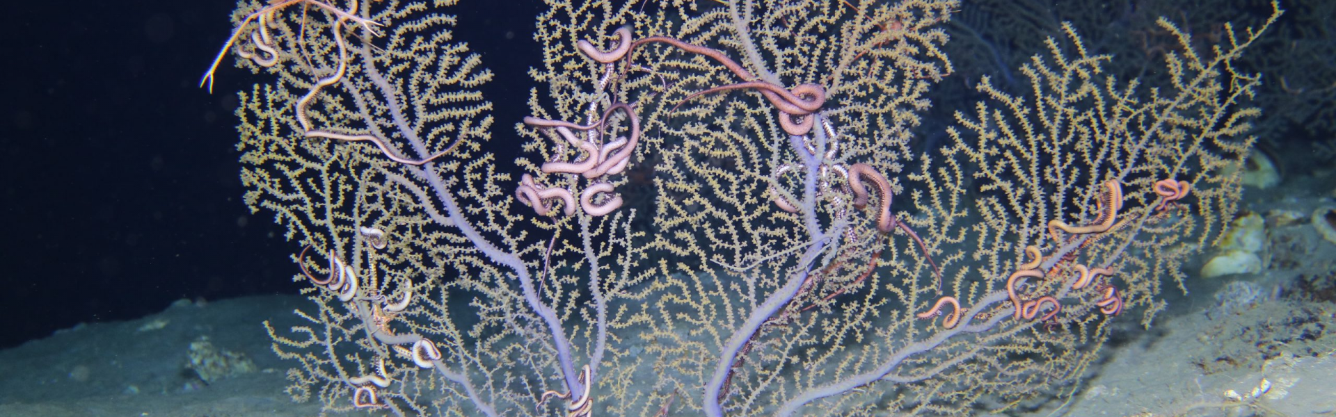 image (2) Deep Sea Corals: Genetic Adaptation in Extreme Environments